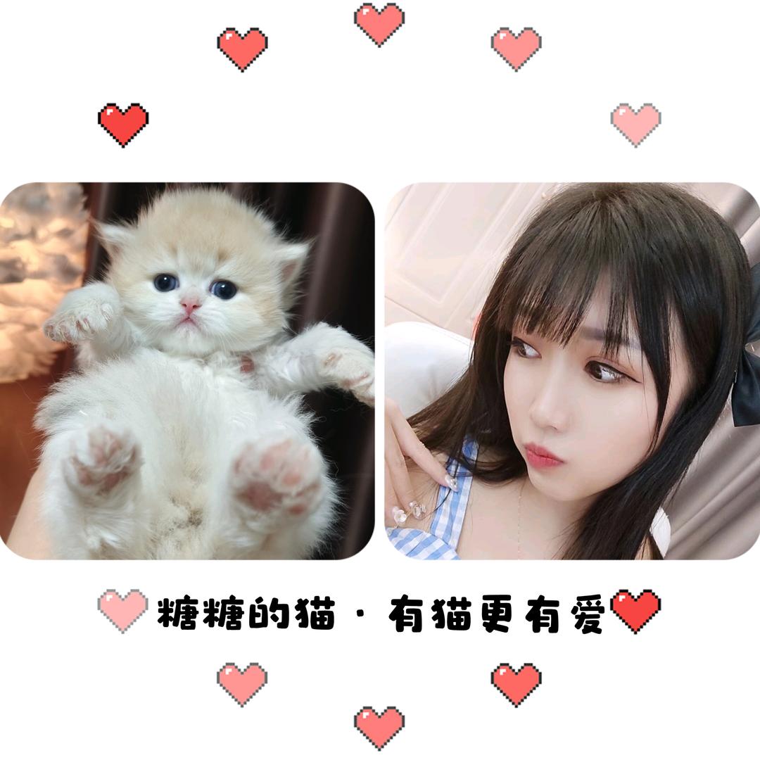 糖糖的猫🌸金渐层稀有色矮脚猫舍