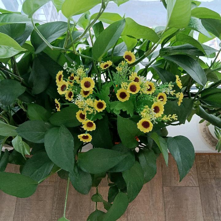 阿英。