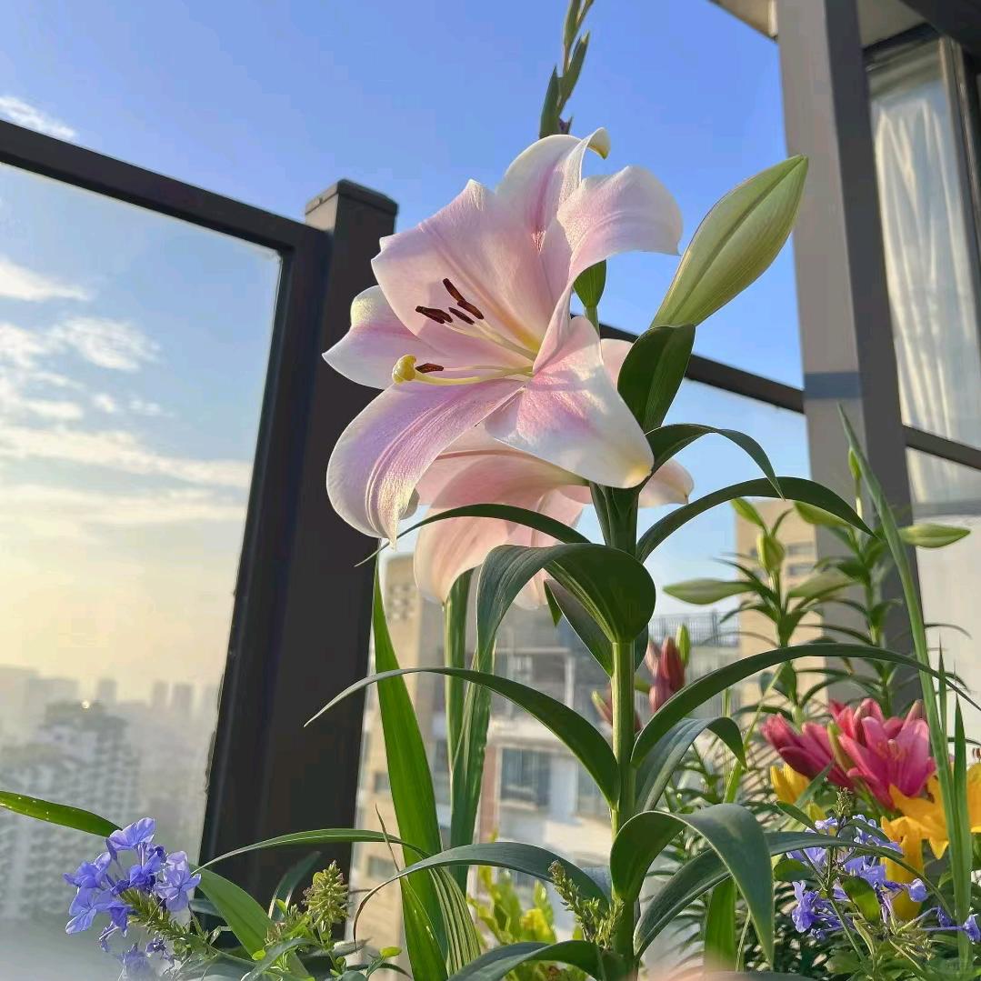 ໌້ᮨ花兒ღ᭄