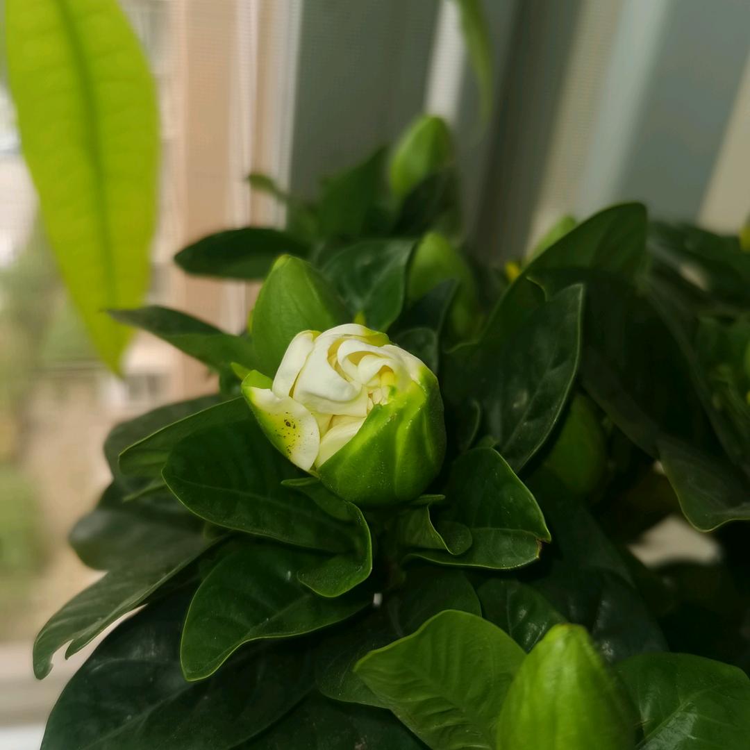 自由的芳香