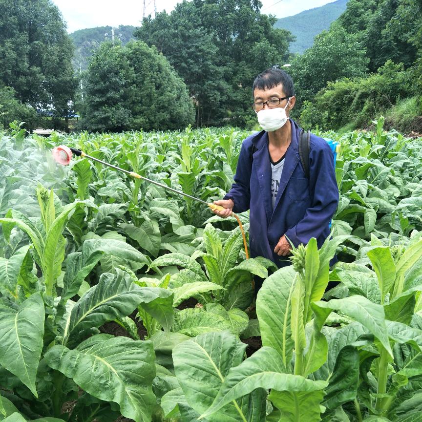 傈寨阿普
