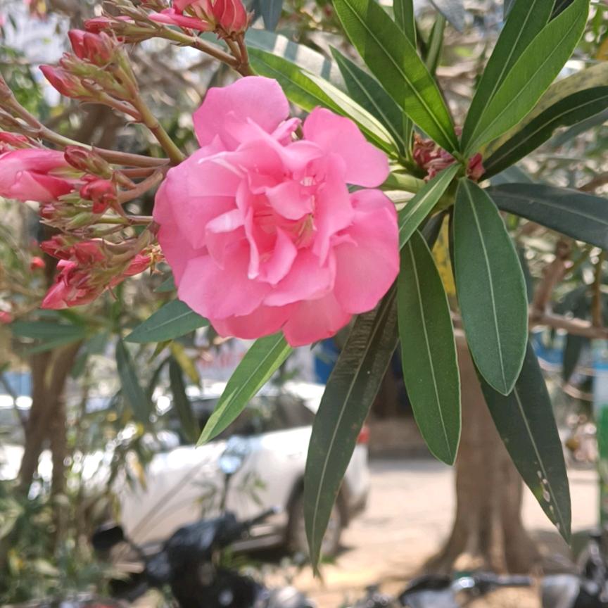 我是一朵莲花