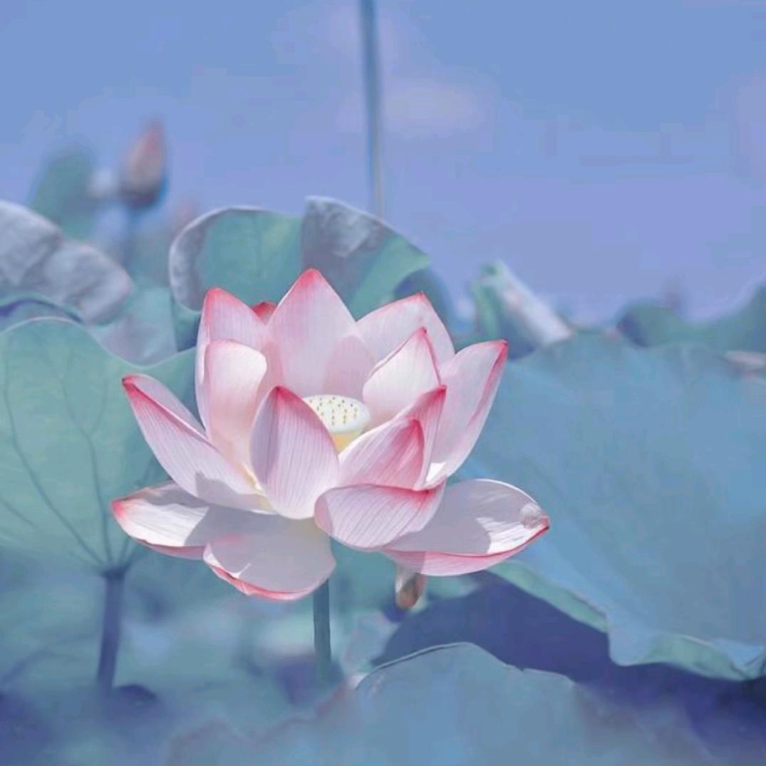 平安人生