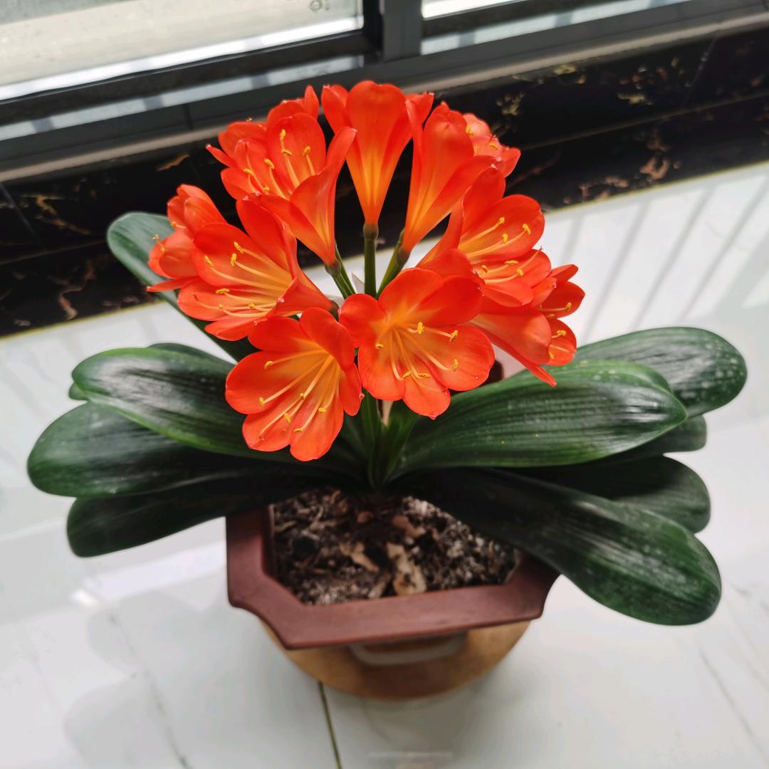 春林