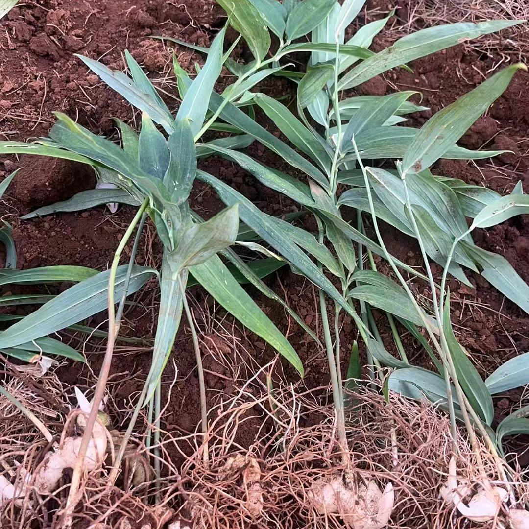中药材专用除草剂