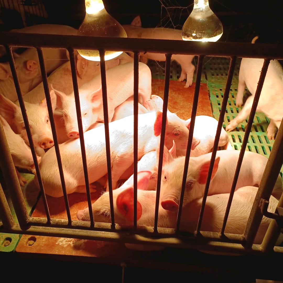 贵州鸿源猪场