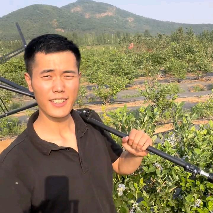 富城的蓝莓