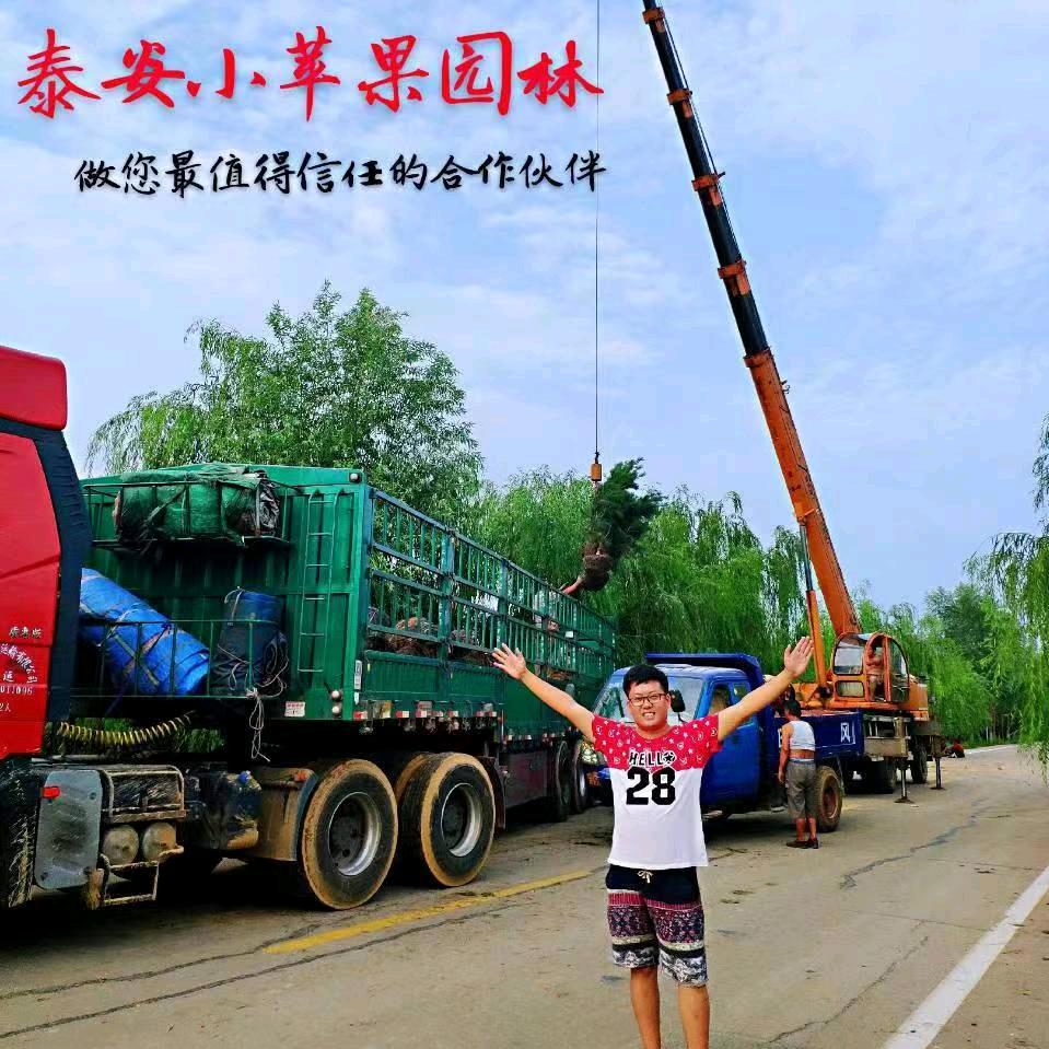 泰安小苹果 斜飘迎客松樱花造型松景观松