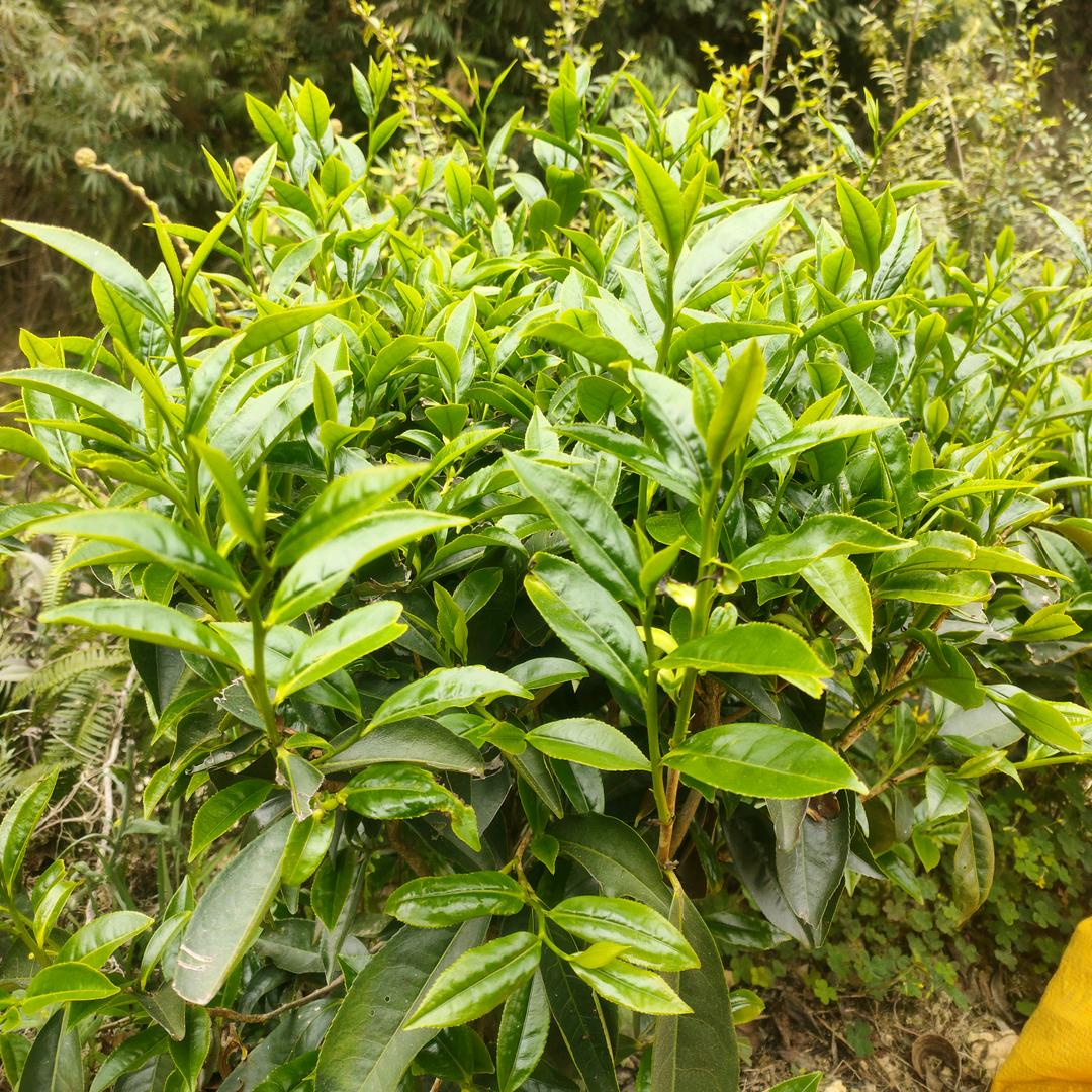 硿尾炒茶