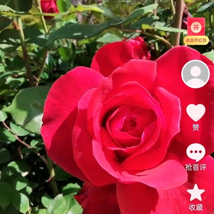 快乐三姐