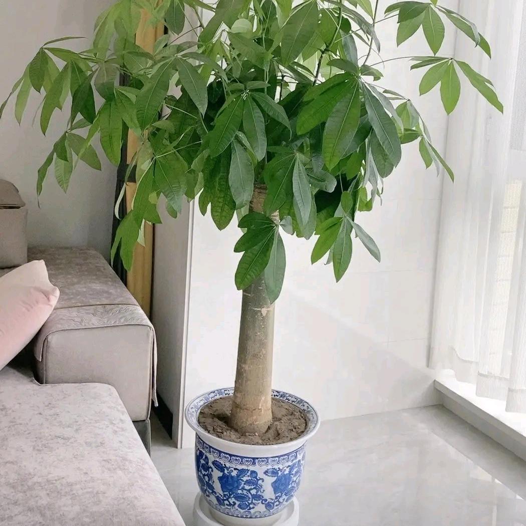 冰心春夏秋冬