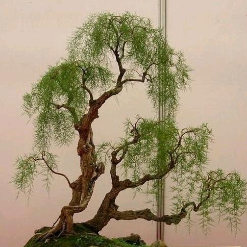 半农盆景