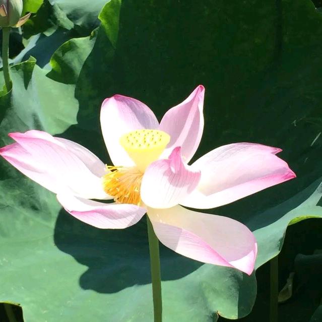 会开花的爆米花