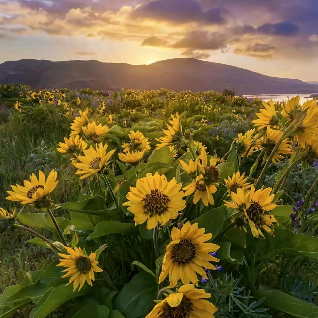 向日葵、🌻