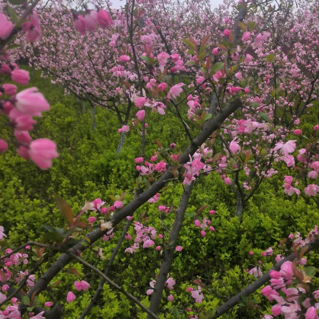 菊菊