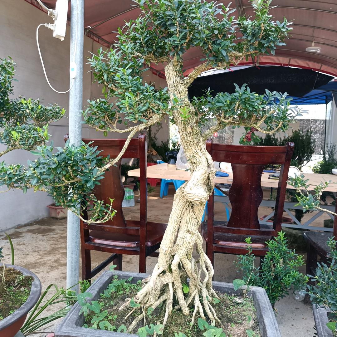 南靖县养花人花卉经营部