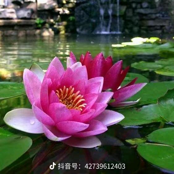 妙法