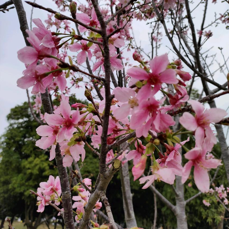 鲜花会凋谢