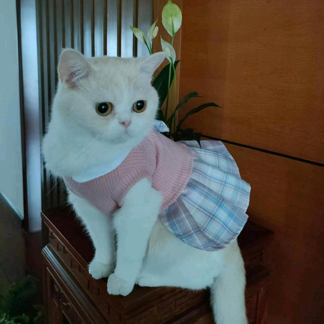 喜子