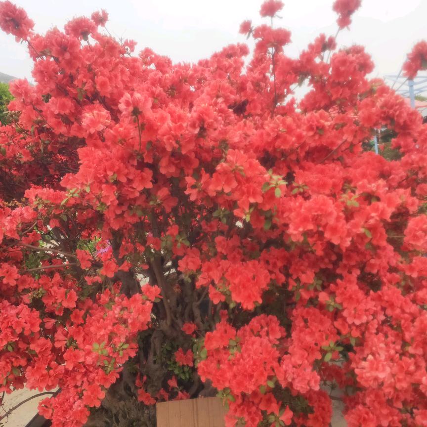 欢乐每一天
