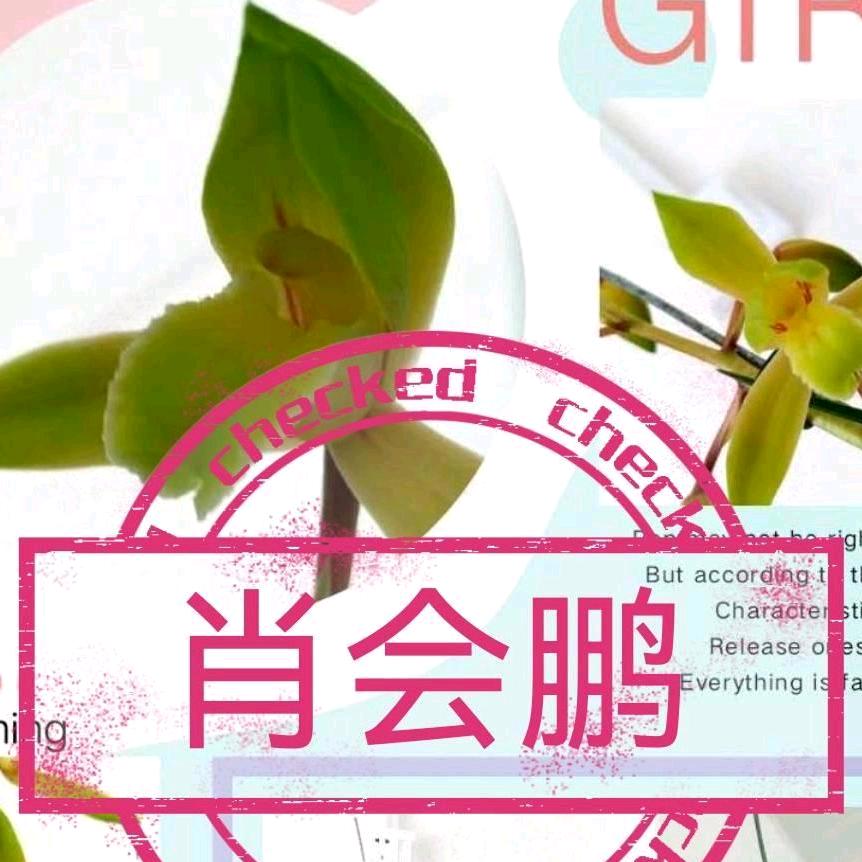 灵艺花卉1