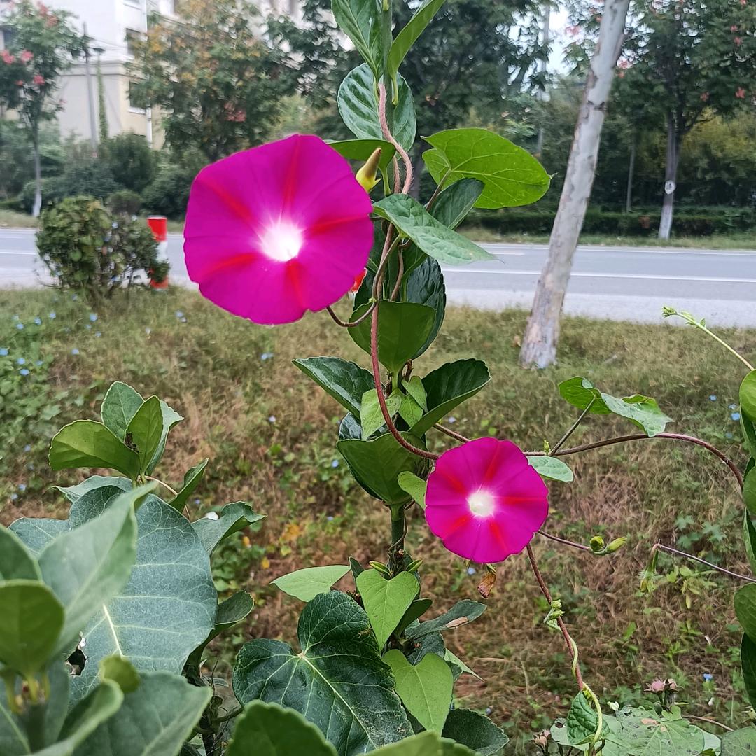 山隹图文
