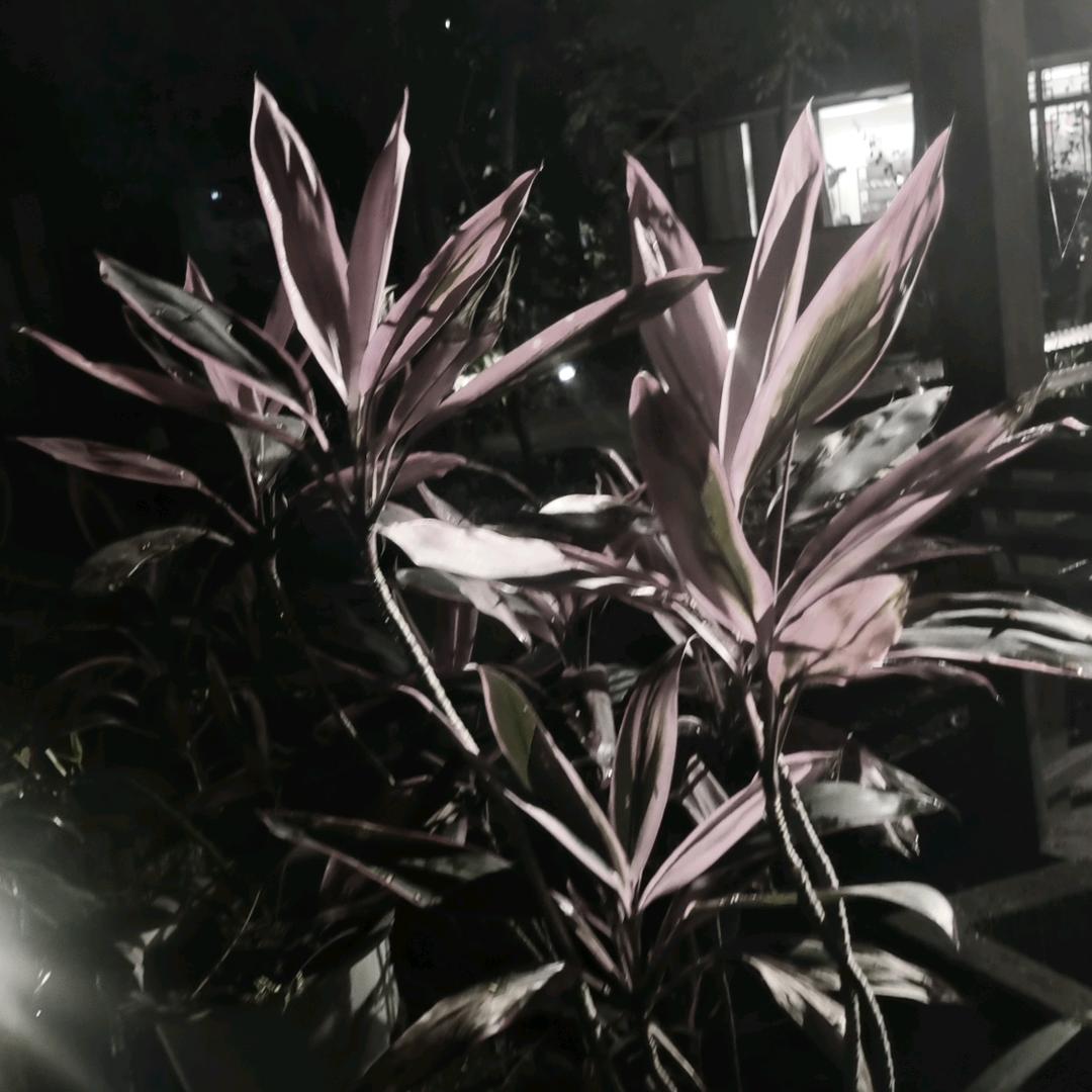 普洱老甜哥