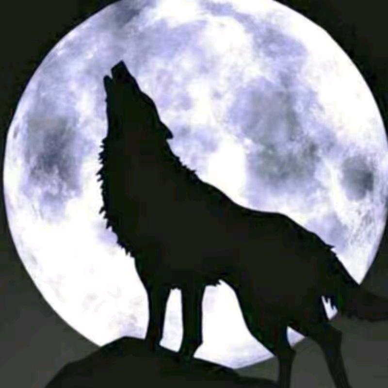 野狼🐺