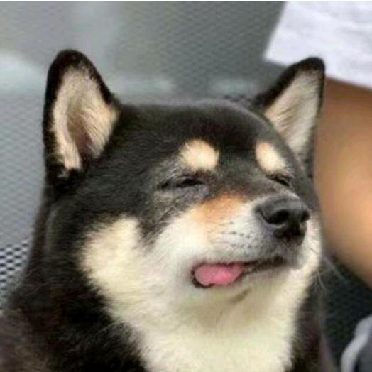 柴犬小黑