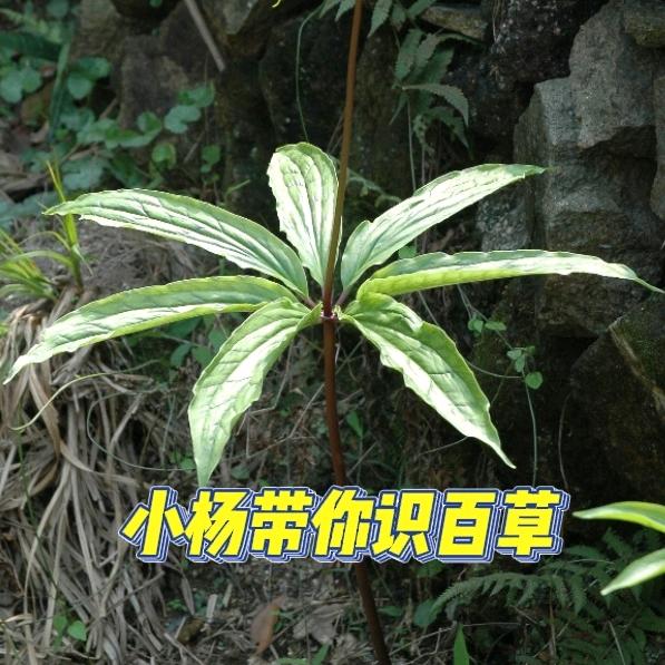 中草堂小杨