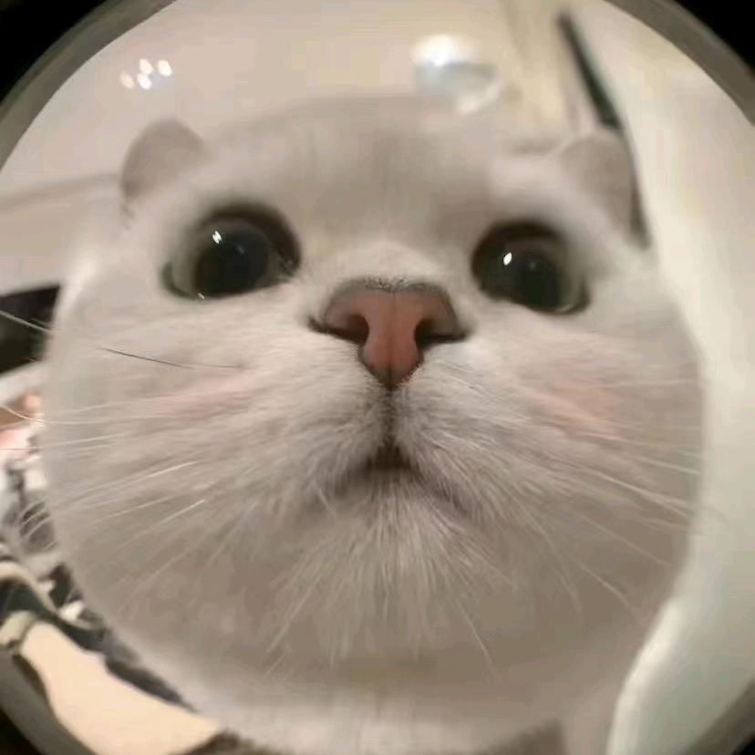 么凹猫⁷