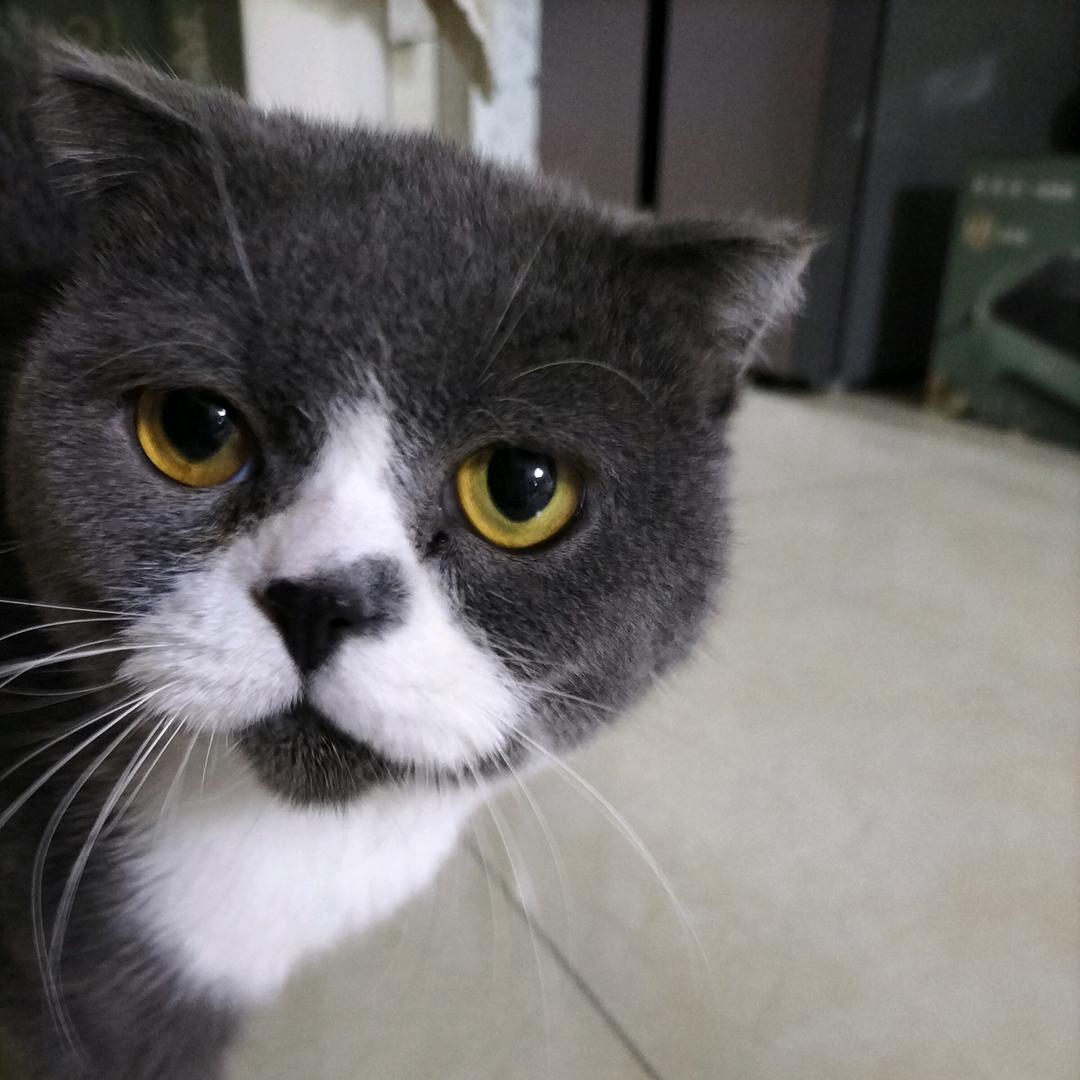 猫猫头儿