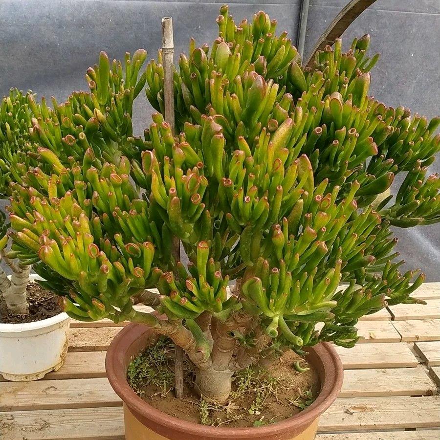 花月锦