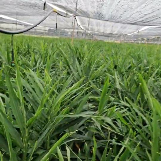 90后生姜种植