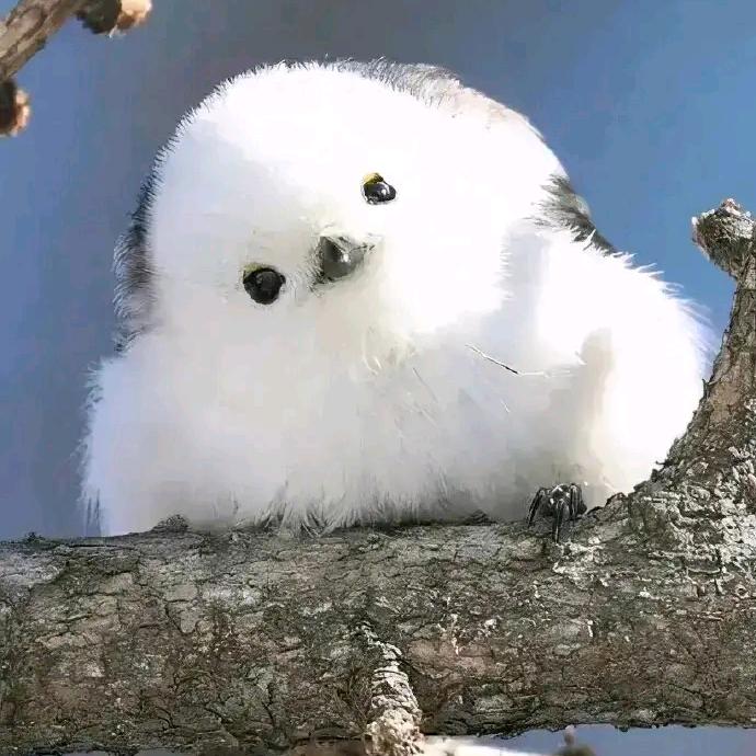 不许崔