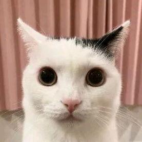 你永远不知道什么时候更新的小吴