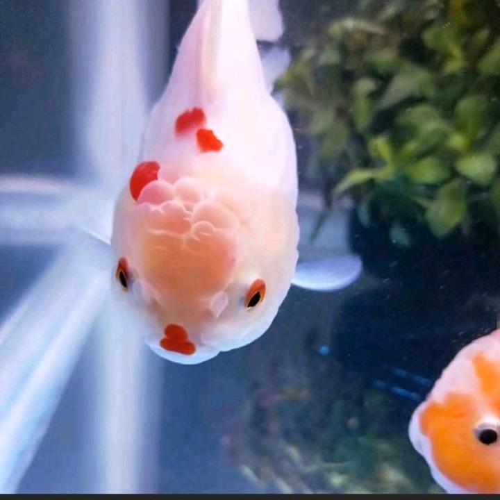 萱语诗心