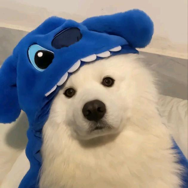 熊了个猫的