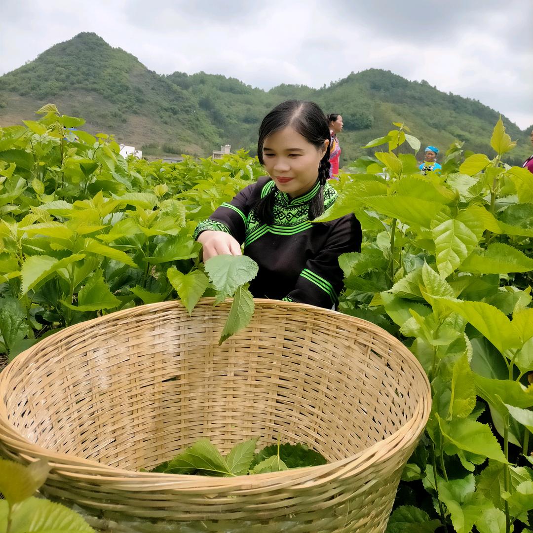 隆林月缘综合农场（月姐）