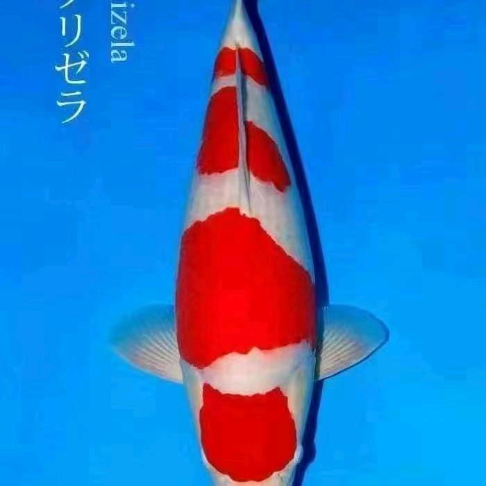 富祥锦鲤
