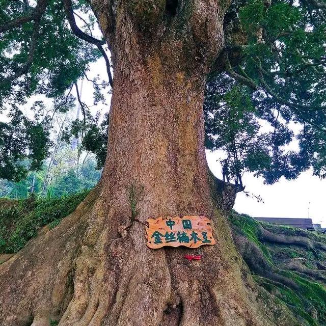 老兵说金丝楠