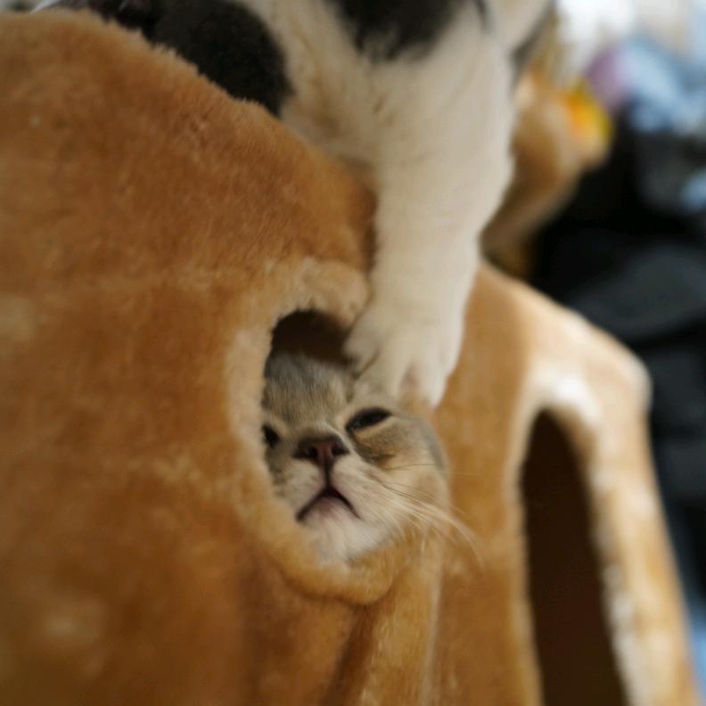 家有细猫
