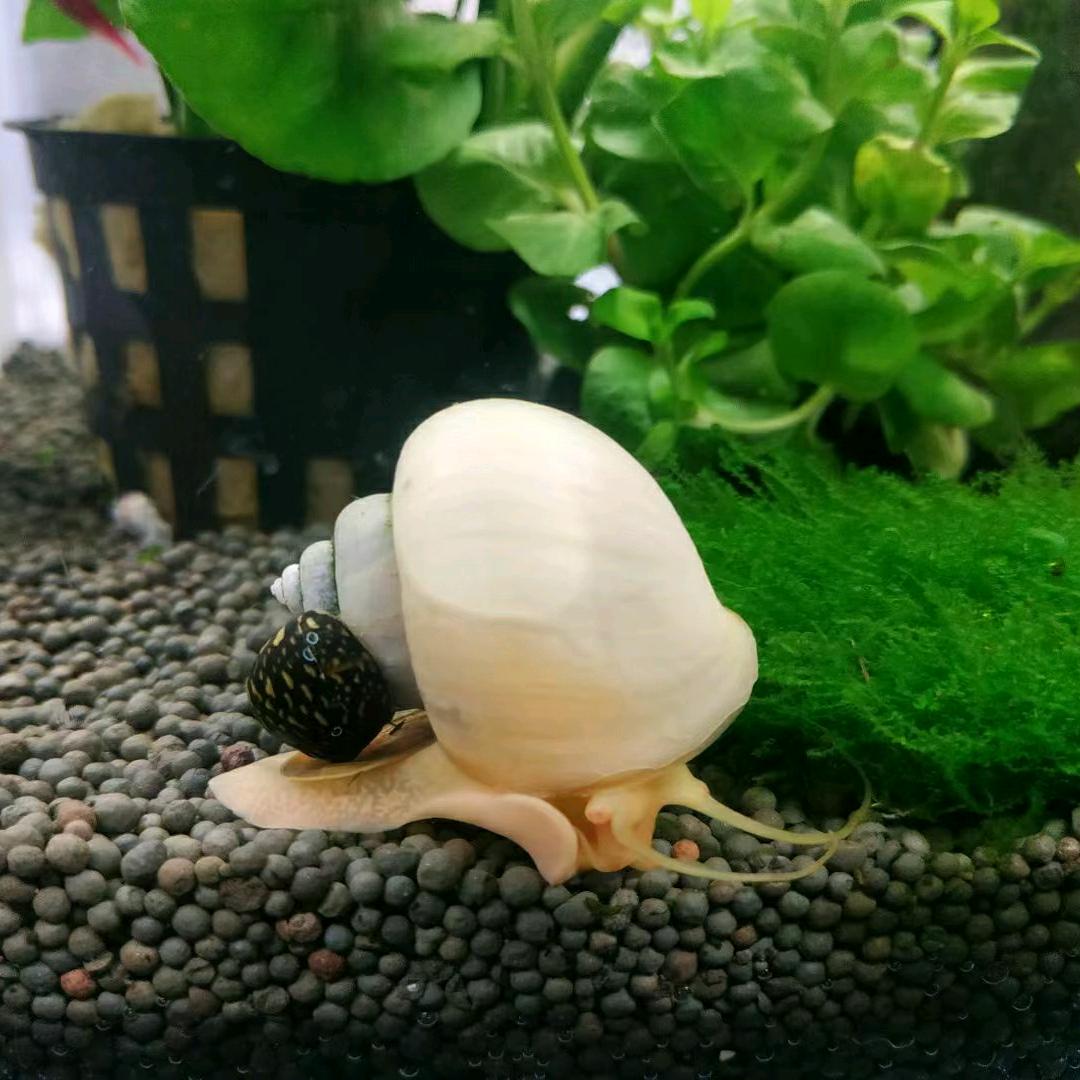 乐游水族总店