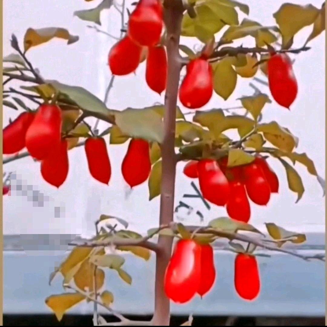 绿森园林