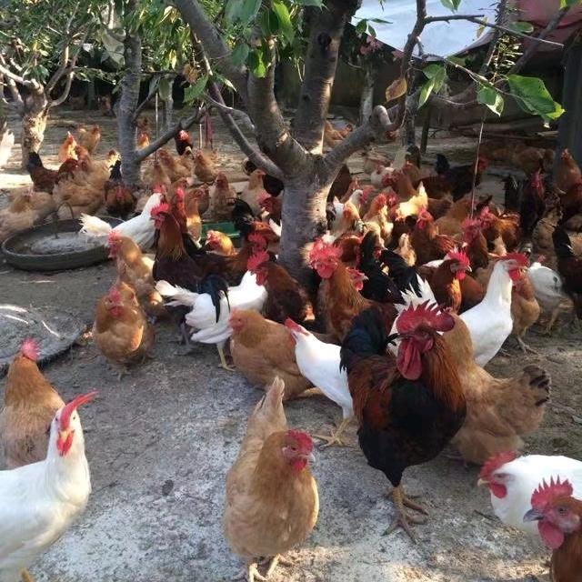 家祥农场