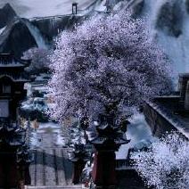 阮三