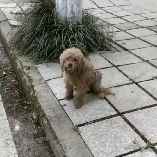 单身狗救助小院