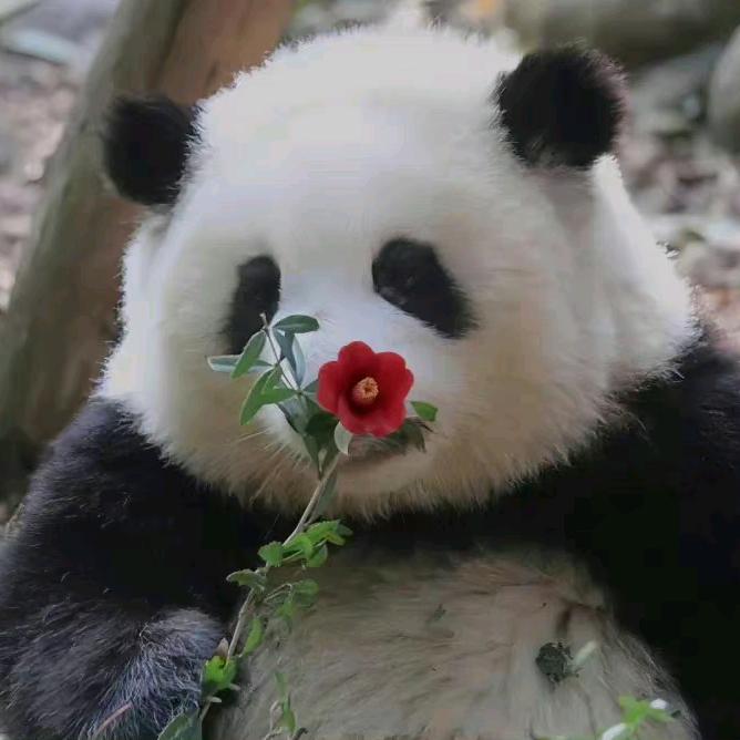 想躺平的咸鱼