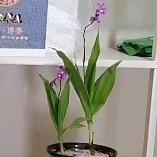 森森:中药材～苗木～盆景