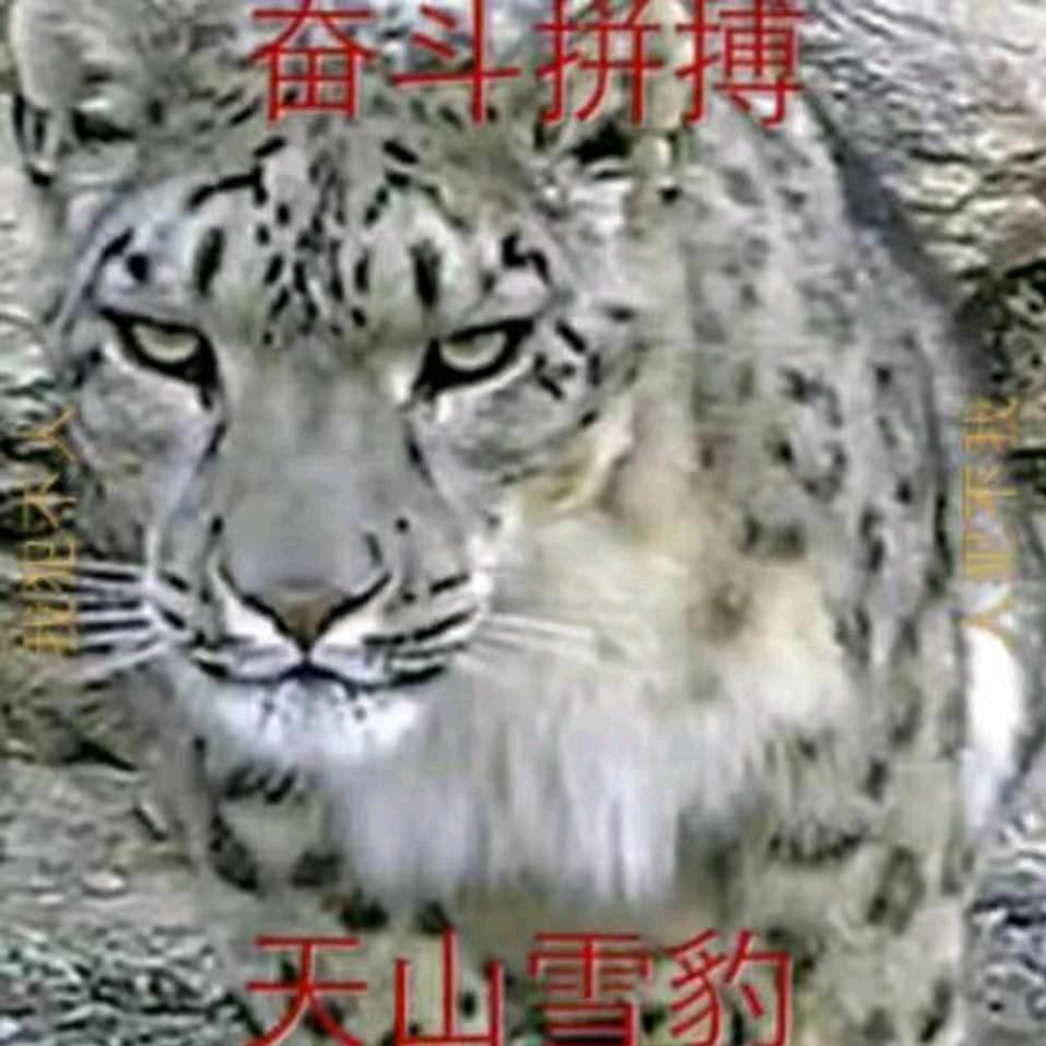 天山雪豹。